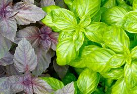 Keep weeds at bay, plants pruned and mulch for healthy soil. How To Grow Basil Organically Planet Natural