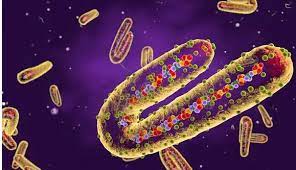 Marburg virus is one of 2 viruses belonging to the filovirus family. Kzaqtscrdmhssm