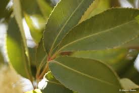 Image result for Cunonia capensis