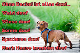 Dackel Zitate Und Spruche Dackel De