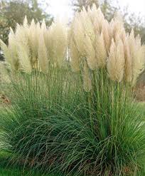 Pampagras Garten Pflanzen Garten Graser Pflanzen