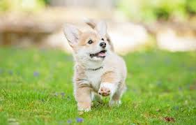 The cardigan welsh corgi tends to shed often and heavily throughout the year, and to the extreme twice a year. Welsh Corgi Cardigan Agila