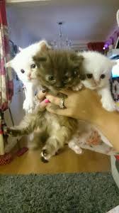 The final price for a ragdoll cat also depends on the breeder and the medical procedures they have performed on the kittens before selling them, such as veterinary checkups and. Pets Pakistan Stunning Persian Ragdoll Kittens For Sale