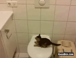 Funny Cats Fail Compilation 5 Funny Lol Fun Humor Gag Gif Lolgifs Funnygifs Cat Fails Funny Animals Cute Animals