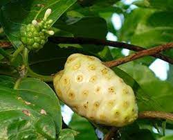 Noni trees also grow readily in hot climates. 10 Amazing Health Benefits Of Noni Healthier Steps
