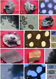 Image result for Ganoderma curtisii