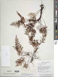 Image result for Abrodictyum