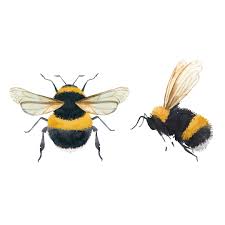C'est au printemps que la reine sort de sa période hibernale afin de trouver un nid pour y fonder une nouvelle colonie. Piqure De Bourdon Symptomes Allergie Remede Dangereux