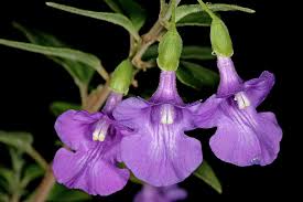 Image result for Tinnea