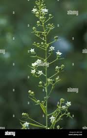 Image result for Thesium singulare