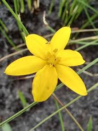 Image result for Hypoxis nyasica