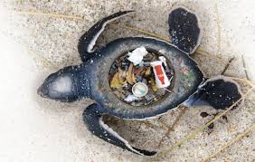 Stunning Images Expose The Horrific Impact Of Plastic Trash On Marine Animals Marine Animals Save Our Oceans Animals
