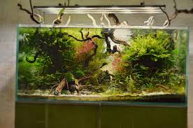 Welche pflanzen eignen sich für mein aquarium? Was Ist Aquascaping Tipps Empfehlungen Anleitungen Gibts Hier