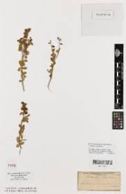Image result for Crotalaria huillensis
