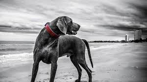 Adapun angka main yang jitu untuk mimpi yang satu ini ialah : 8 Arti Mimpi Digigit Anjing Berdasarkan Letaknya Di Bagian Tubuh Bagaimana Jika Digigit Di Kaki Tribun Bali