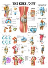 The Knee Joint Laminated Anatomy Chart Health Knee Joint