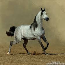 مدونة شريف نزيه أكبر و أجمل صور للخيول العربيه 2013 Horses Horse Love Animals Beautiful