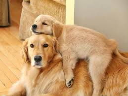 20 Animals Who Show Family Is The Most Important Thing On Earth In 2020 Golden Retriever Retriever Puppy Dogs Golden Retriever