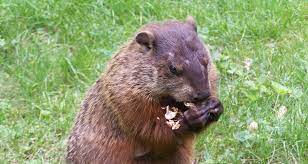 Thanks for watching and be sure to subscribe and like us on. Garden Pests Groundhogs Farmers Almanac
