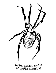 Pin By David Lingle On Animal Drawings And Insects In 2020 Spider Coloring Page Coloring Pages Hulk Coloring Pages