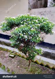 Image result for Tabernaemontana ventricosa