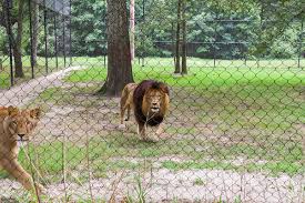 Check spelling or type a new query. A Trip To The Cape May County Park Zoo Capemay Com Blog