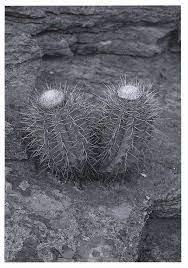 Proctor valley road has a lot of potential, especially since it does have strong characters, but we'll need to wait for. The Genus Melocactus Cactaceae In Central And South America