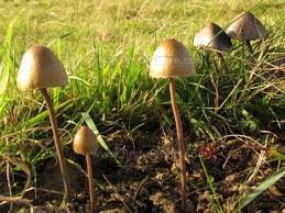 Panaeolus Papilionaceus Petticoat Mottlegill North Wales Uk Stuffed Mushrooms Magical Mushrooms Mushroom Identification