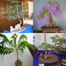 Image result for Kirkiaceae