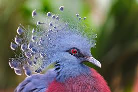 Demoiselle cranes are birds with long hair that stems from behind their eyes and continues down the back of their head. Pea Fowl Bird Bird Feathers Crowned Pigeon Victoria Crowned Pigeon Hd Wallpaper Wallpaperbetter