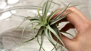 Whatever the climate may be in your large, expansive home or your teeny tiny apartment, a terrarium—given a healthy dose of indirect light and an occasional spritz of water—will be happy as a clam. How To Make An Air Plant Terrarium Wikihow