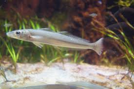 Image result for Selago blantyrensis