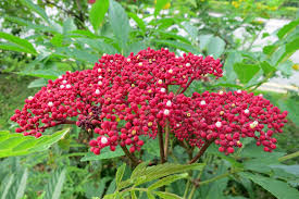 Image result for Leea