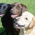 Lab Rescue of North Carolina