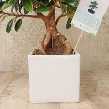 A bonsai tree needs regular pruning to maintain its size and to shape it to a desired style. Send Ficus Longisland Bonsai Plant Online Price Rs 1549 Floweraura