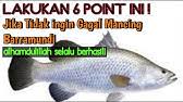 Kali ini saya membuat sop bakso ikan keju. Cara Terbaik Mancing Kakap Putih Saat Musim Hujan Youtube