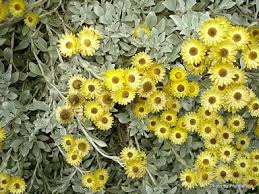 Image result for Helichrysum kirkii