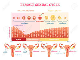 Female Sexual Cycle Vector Illustration Graphic Diagram With