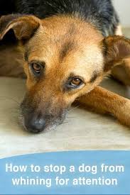 how to stop a dog from crying and whining for attention that mutt dog crying dog whining training your dog