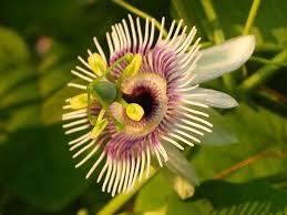 Image result for Passiflora morifolia
