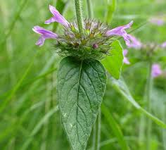 Image result for Clinopodium simense