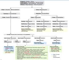 Image result for Urochloa semiundulata