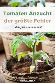 Super Vitale Tomaten Vorziehen Tomaten Anzucht Im Haus Wurzelwerk In 2020 Tomaten Garten Garten Anpflanzen Tomatenpflanzen