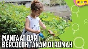 Simpel saja, kita hanya memerlukan bibit cabe dan media tanam, yang terdiri dari campuran tanah dan pupuk kandang dengan perbandingan 3:1. Tanaman Mengisi Kegiatan Di Rumah Dengan Bercocok Tanam Ini Dia Manfaatnya Youtube