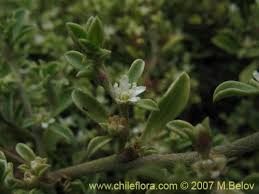 Image result for Galenia