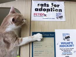 To meet a dog or cat at one of our locations, please schedule an appointment. Adoption Events At Rockwall Petco Enter Fourth Year Blue Ribbon News