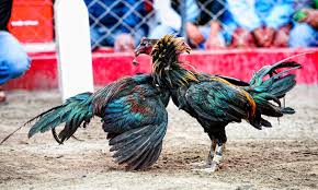 Peru razor rooster adalah bentuk pertarungan spur. Ketika Ayam Peru Terlibat Sabung Ayam Berdarah