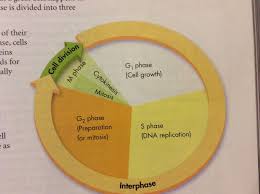 Review for Chapters 12 13 16 17 Flashcards Easy Notecards