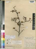 Image result for Rourea orientalis