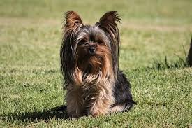 Help over 180,000 pets, that are available through rescues and shelters, find a home. Teacup Yorkie Puppies For Sale In Maine Me Teacup Yorkie Yorkshire Terrier Yorkie Teacup Yorkie Teacup Yorkie Puppy Yorkie Poo Puppies